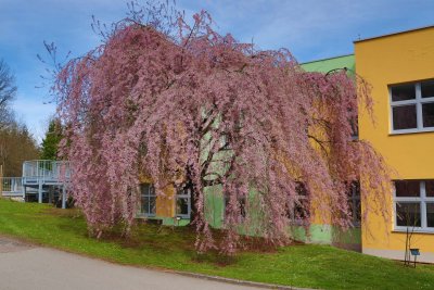 Prunus subhirtella 'Pendula' - višeň chloupkatá - celek v květu (1)